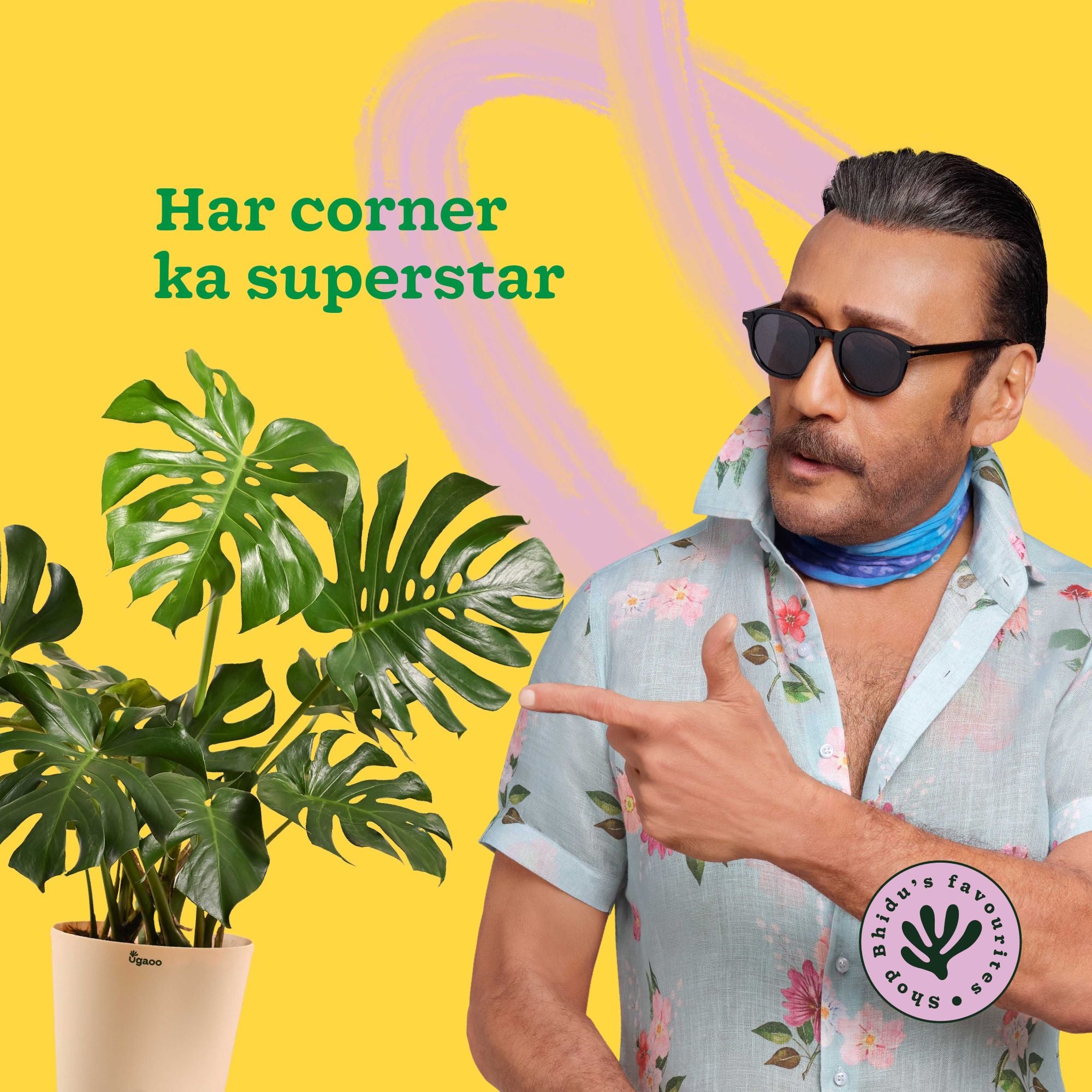 Monstera Deliciosa Plant