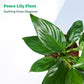 Plant Beginners Kit with Peace Lily Plant