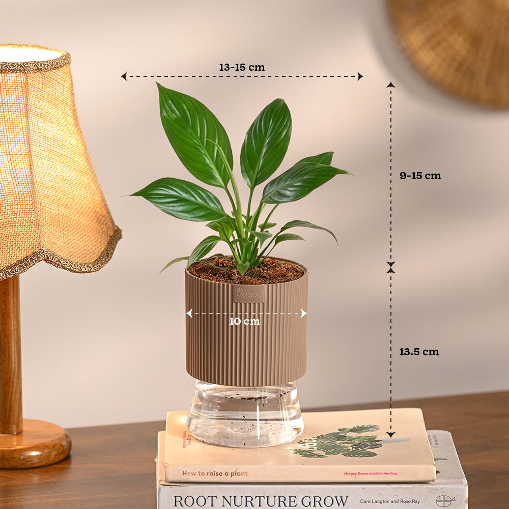 Set of 4 Indoor Plant Decor Bundle