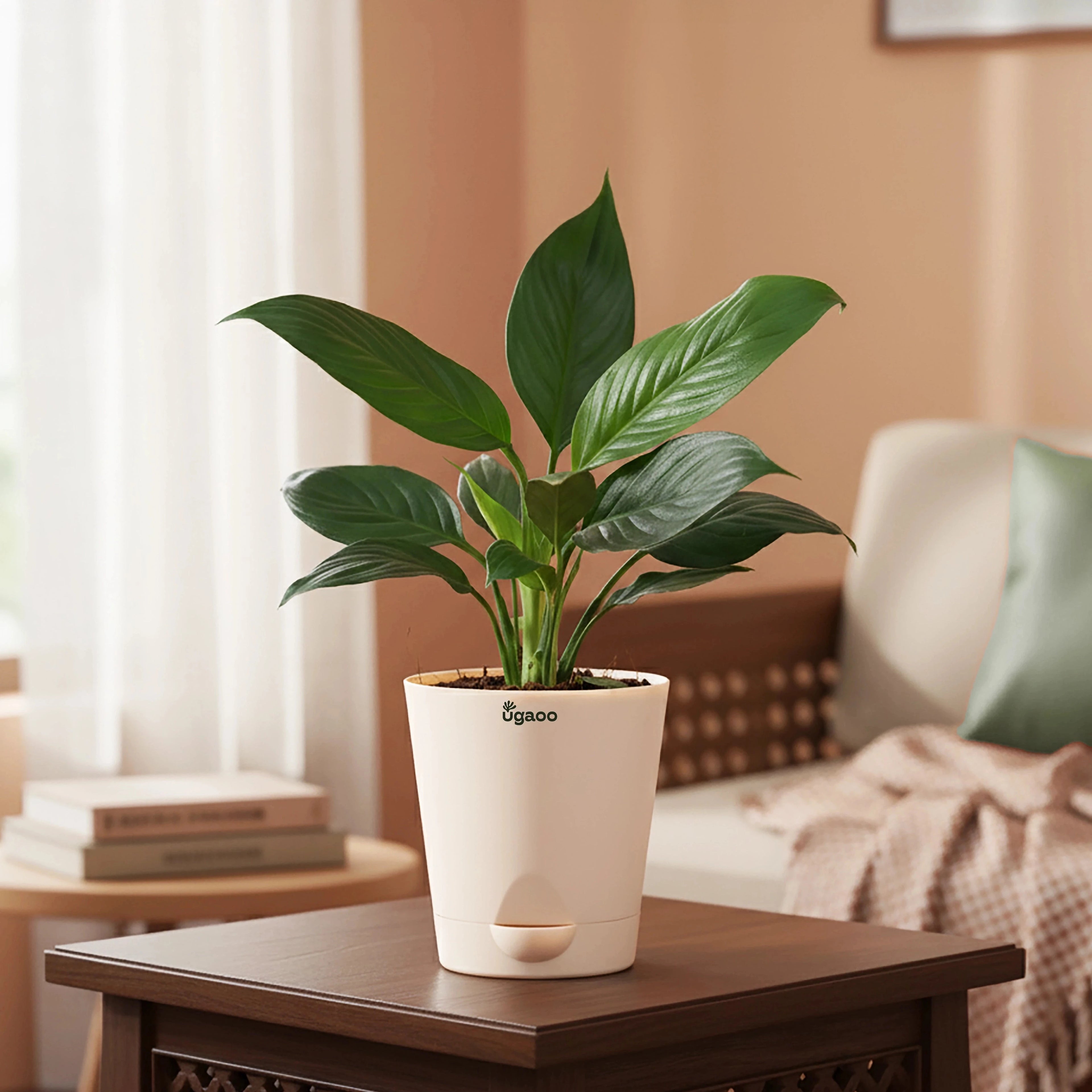 Peace Lily Plant