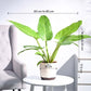 Philodendron Melinonii Golden - Large