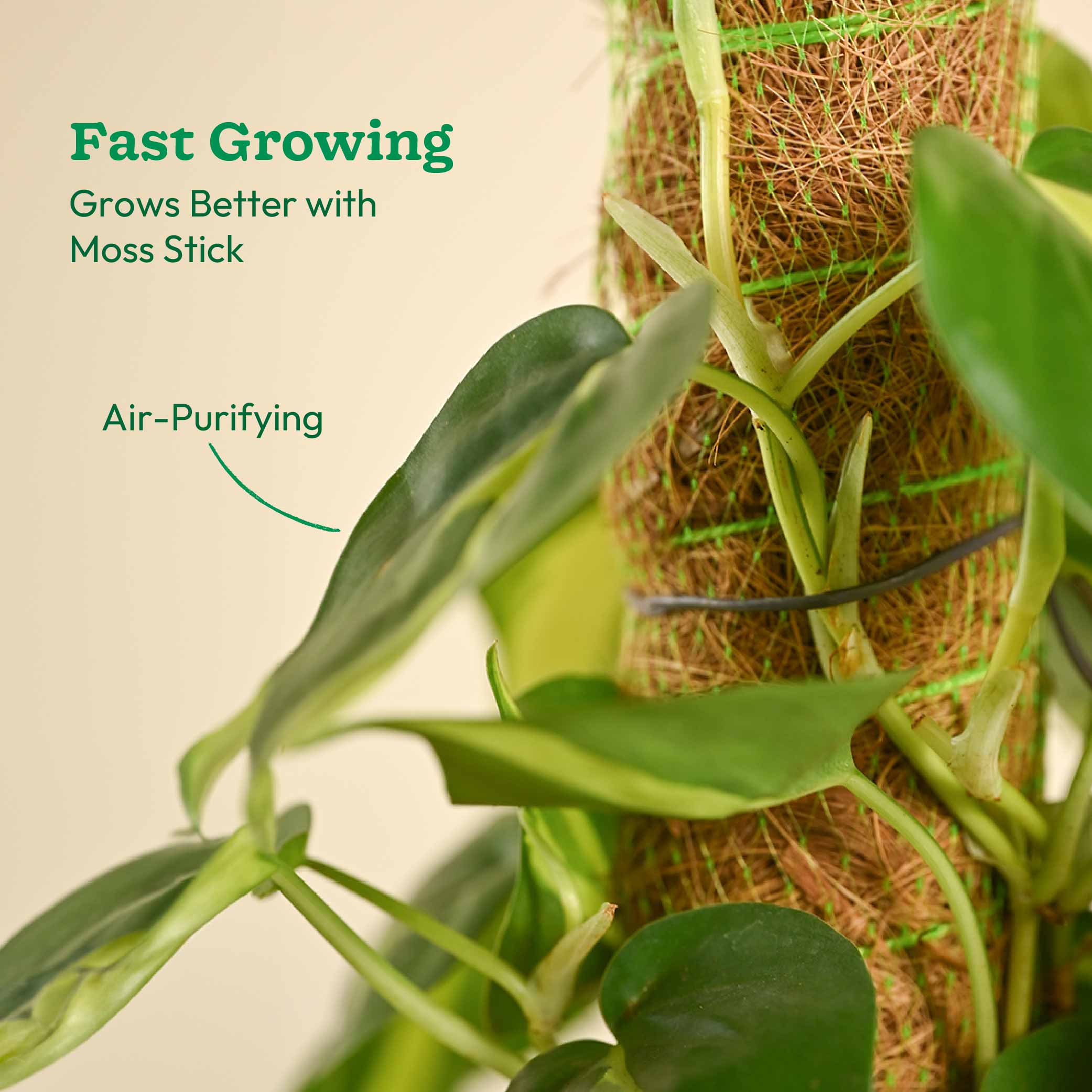 Oxycardium Variegated Plant with Moss Stick - Medium