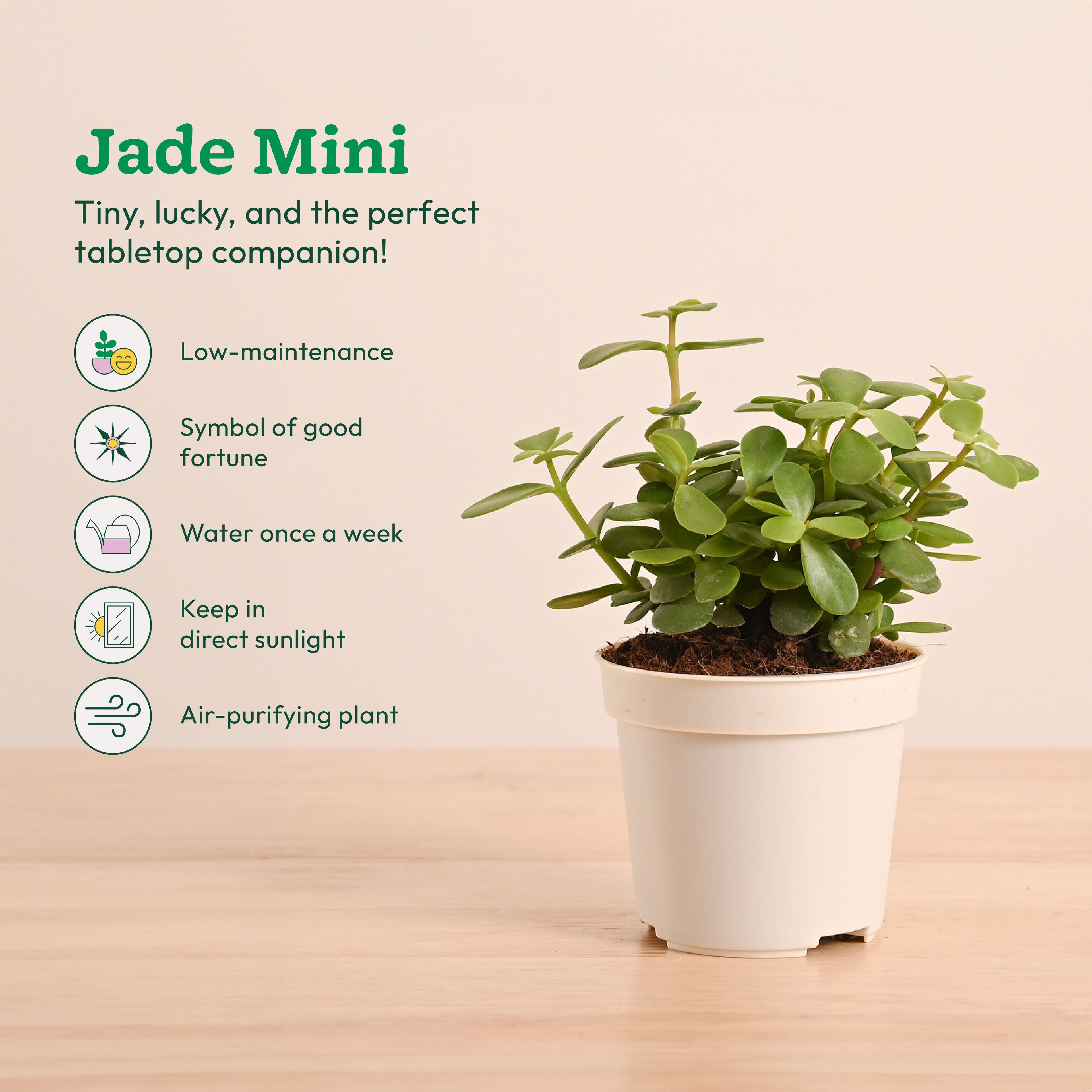 Live Indoor Plant Collection (Set of 4): Low Maintenance Plants