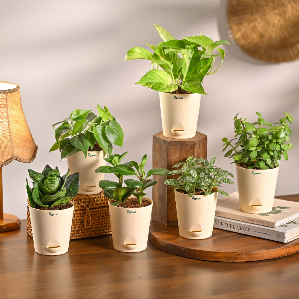 Combo of 6 Bedroom Oxygen Boosting Air Purifier Plant Bundle