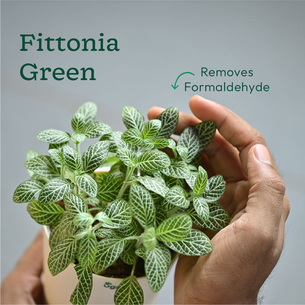 Combo of 4 Desk Air Purifier Plant Bundle