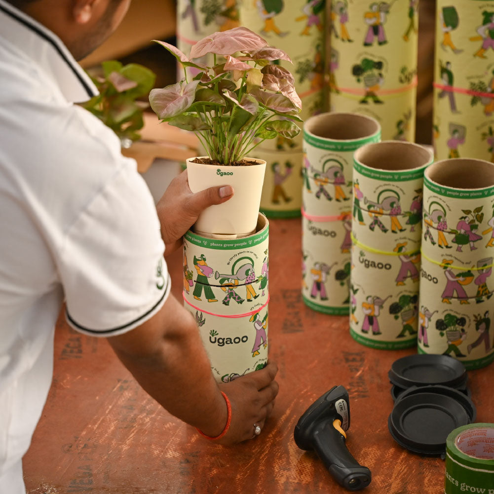 Combo of 4 Stylish Plant Set for Office Desk