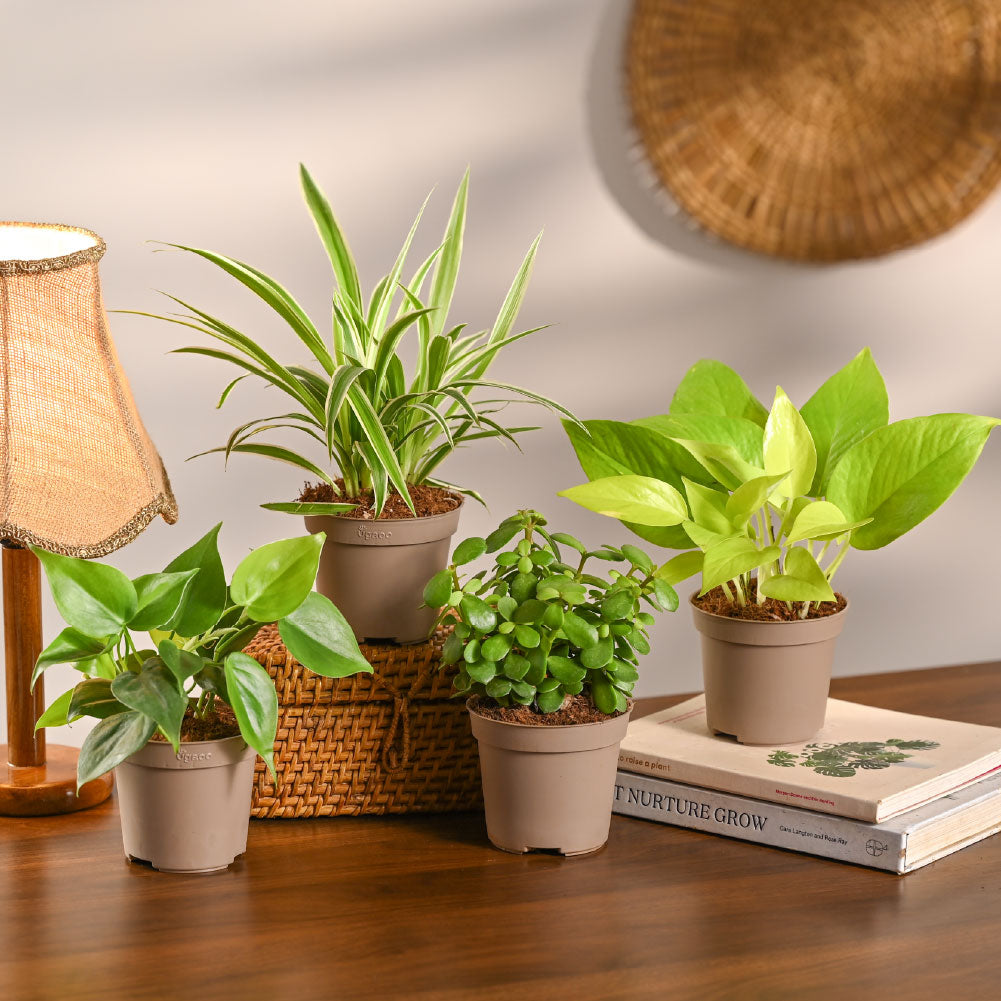 Set of 4 Air Purifying Indoor Plant Bundle for Home