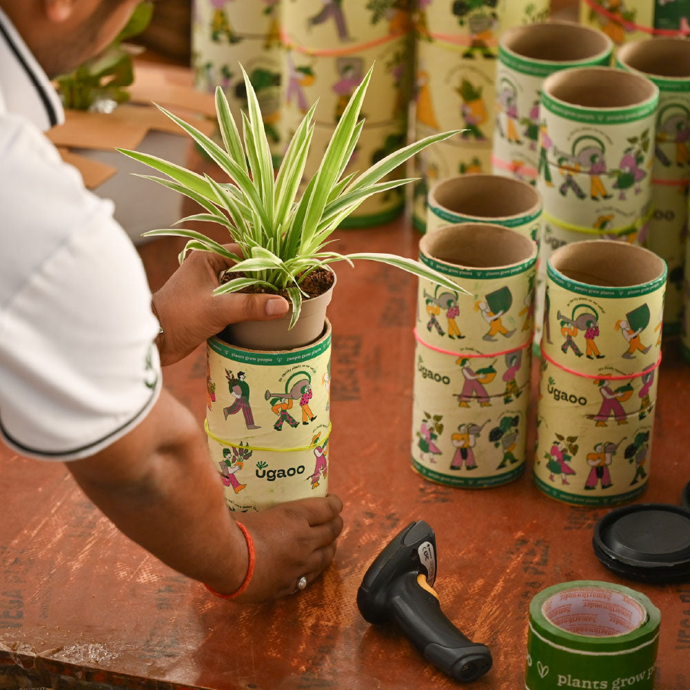 Set of 4 Air Purifying Indoor Plant Bundle for Home