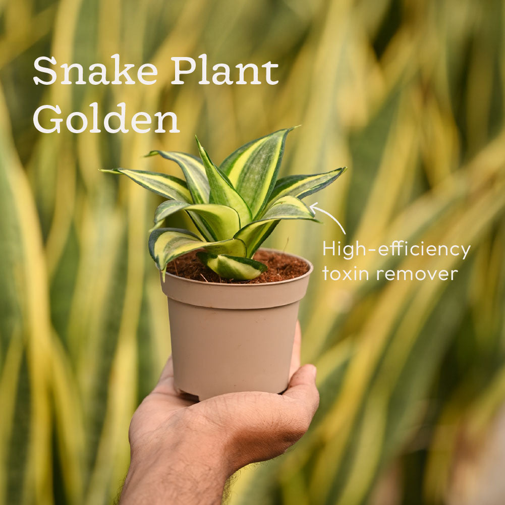 Set of 6 Air Purifier Plant Bundle