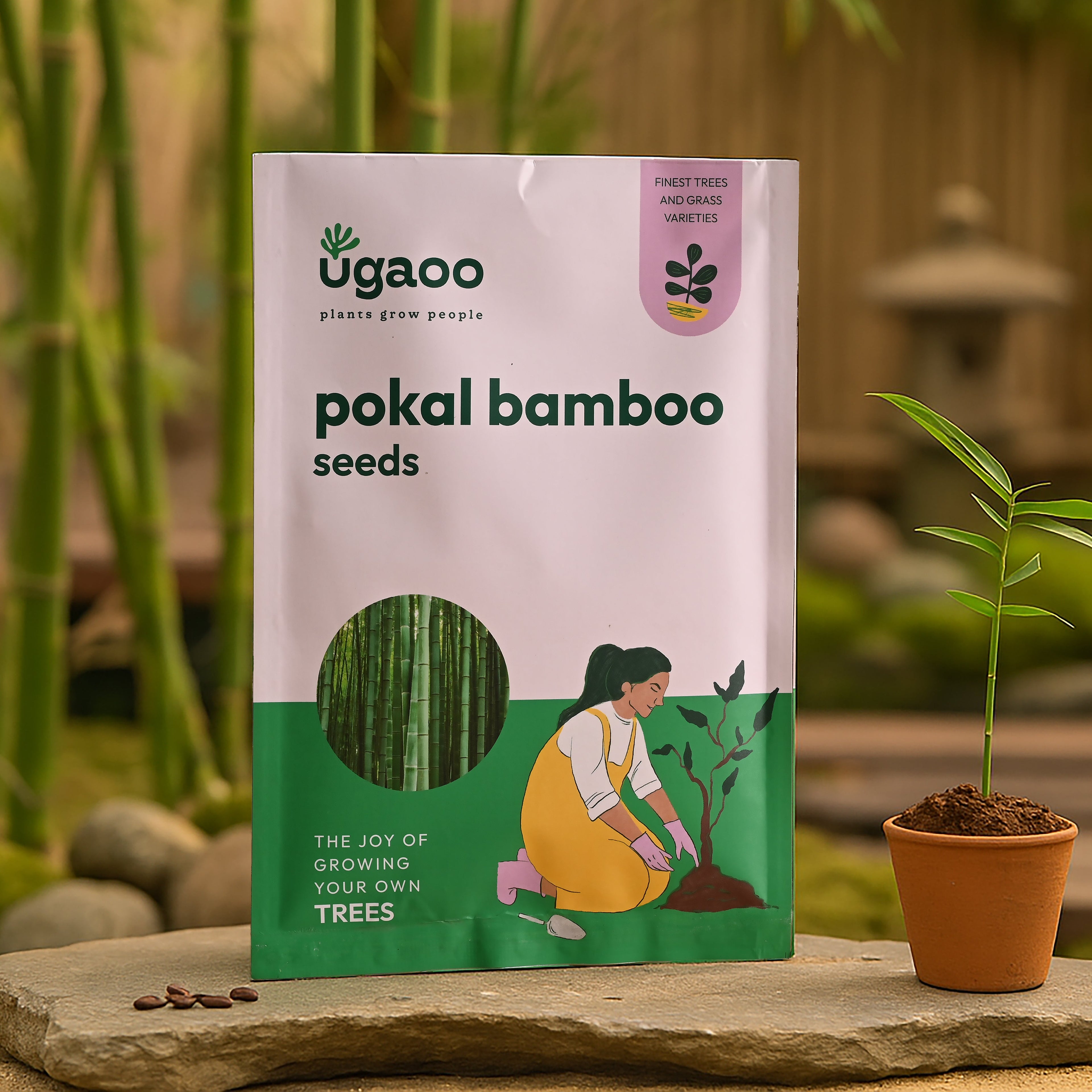 Pokal Bamboo Seeds - 100 g