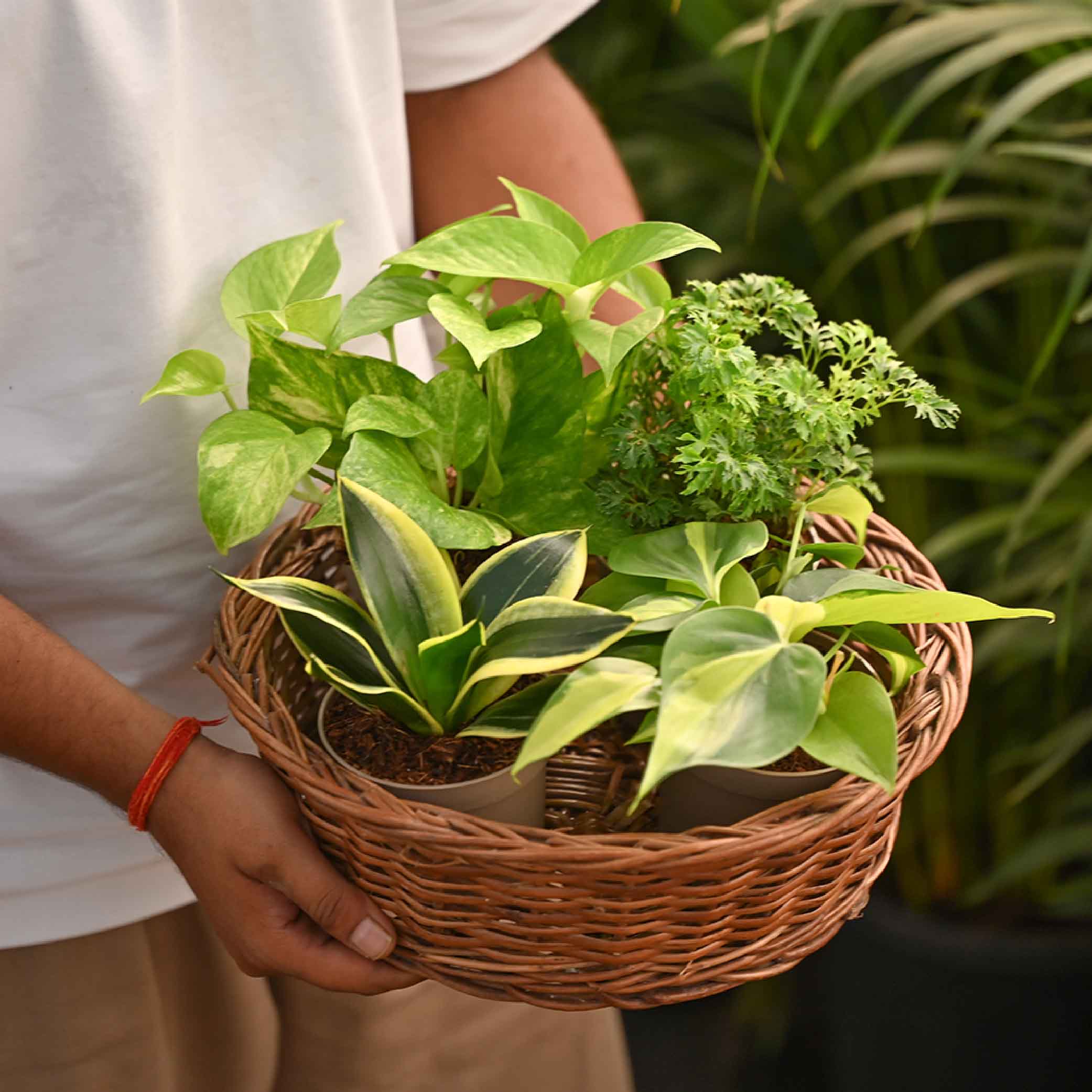 Pack of 4 Air Filter Plant Collection