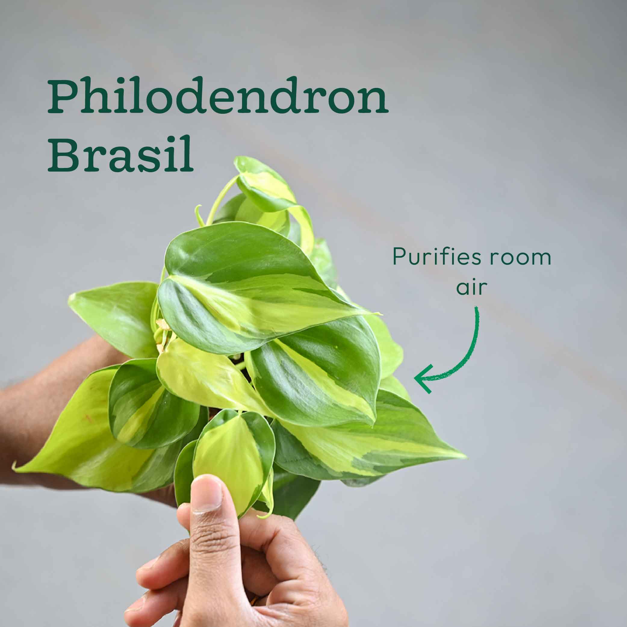 Pack of 4 Air Filter Plant Collection