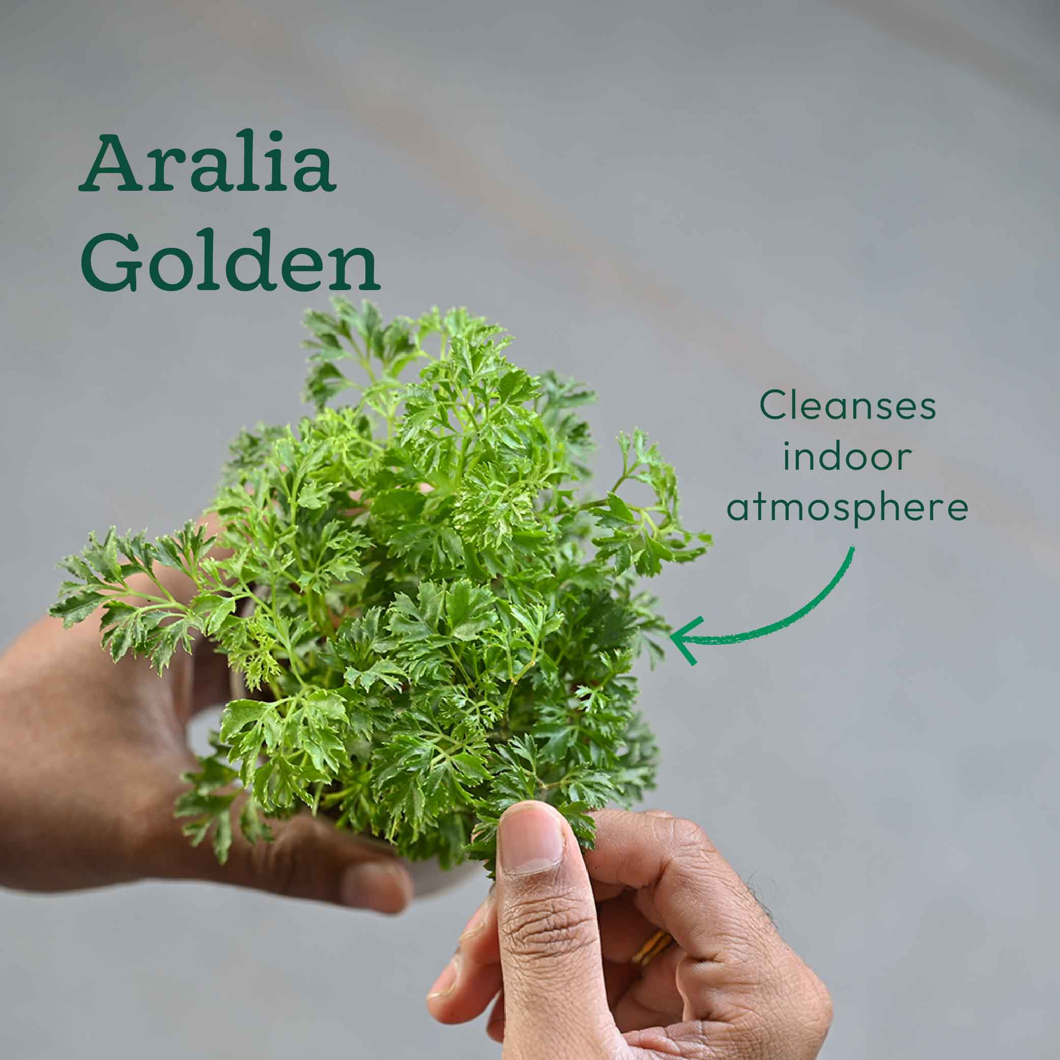 Pack of 4 Air Filter Plant Collection