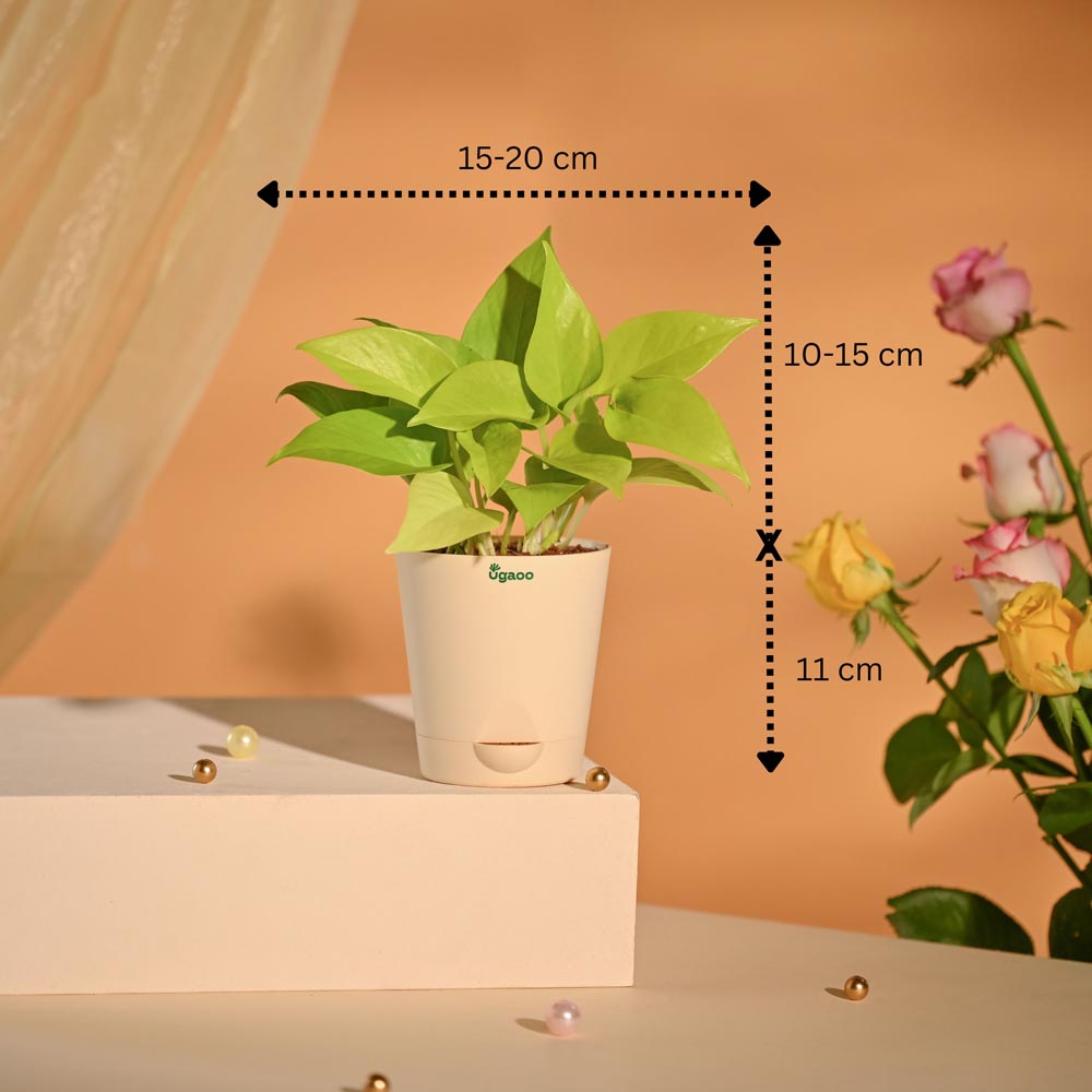 Money Plant New Year Corporate Desk Hamper