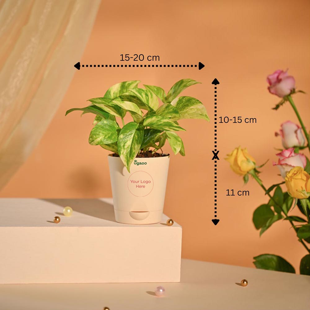 Money Plant Festive New Year Employee Gifting Hamper