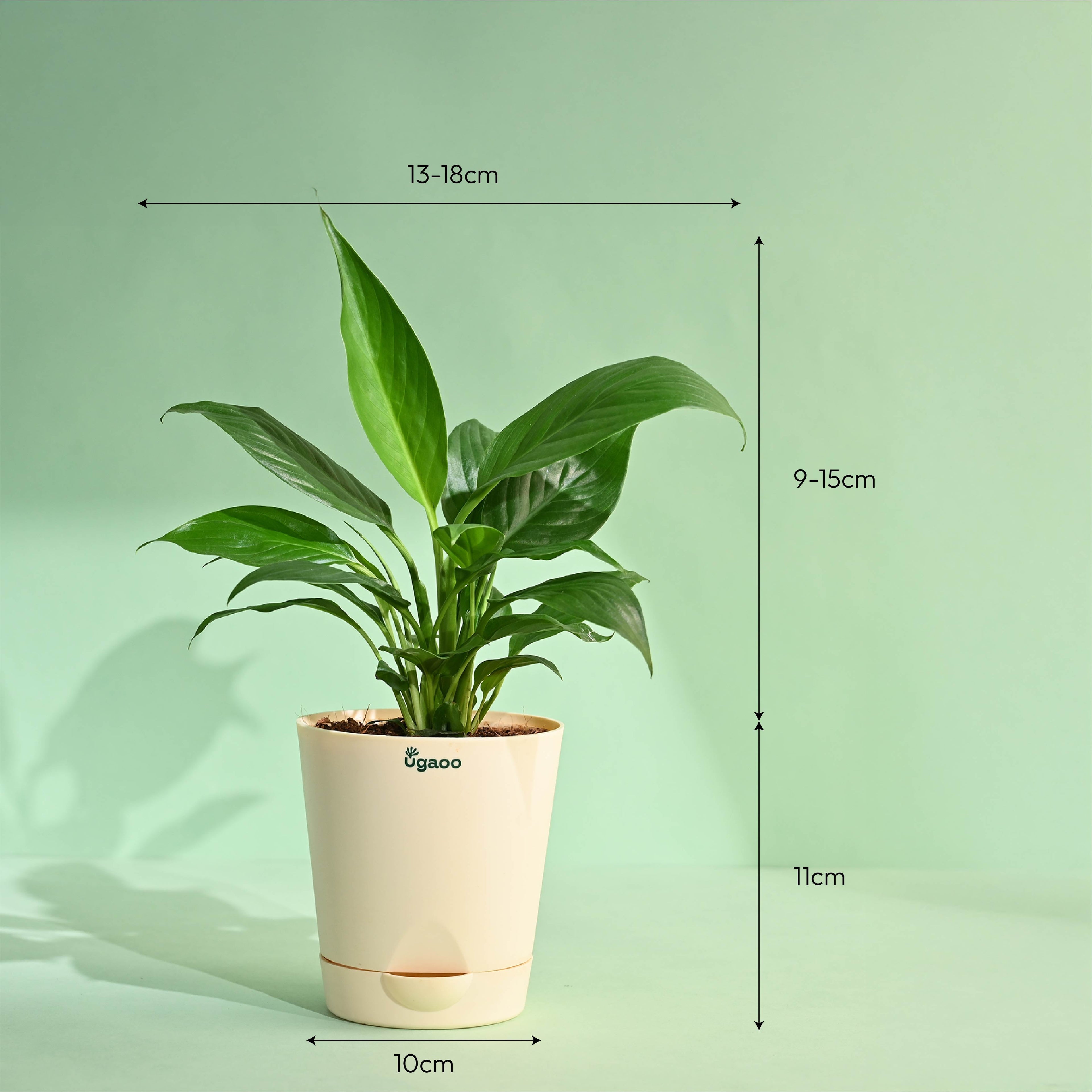 Peace Lily - Mother&