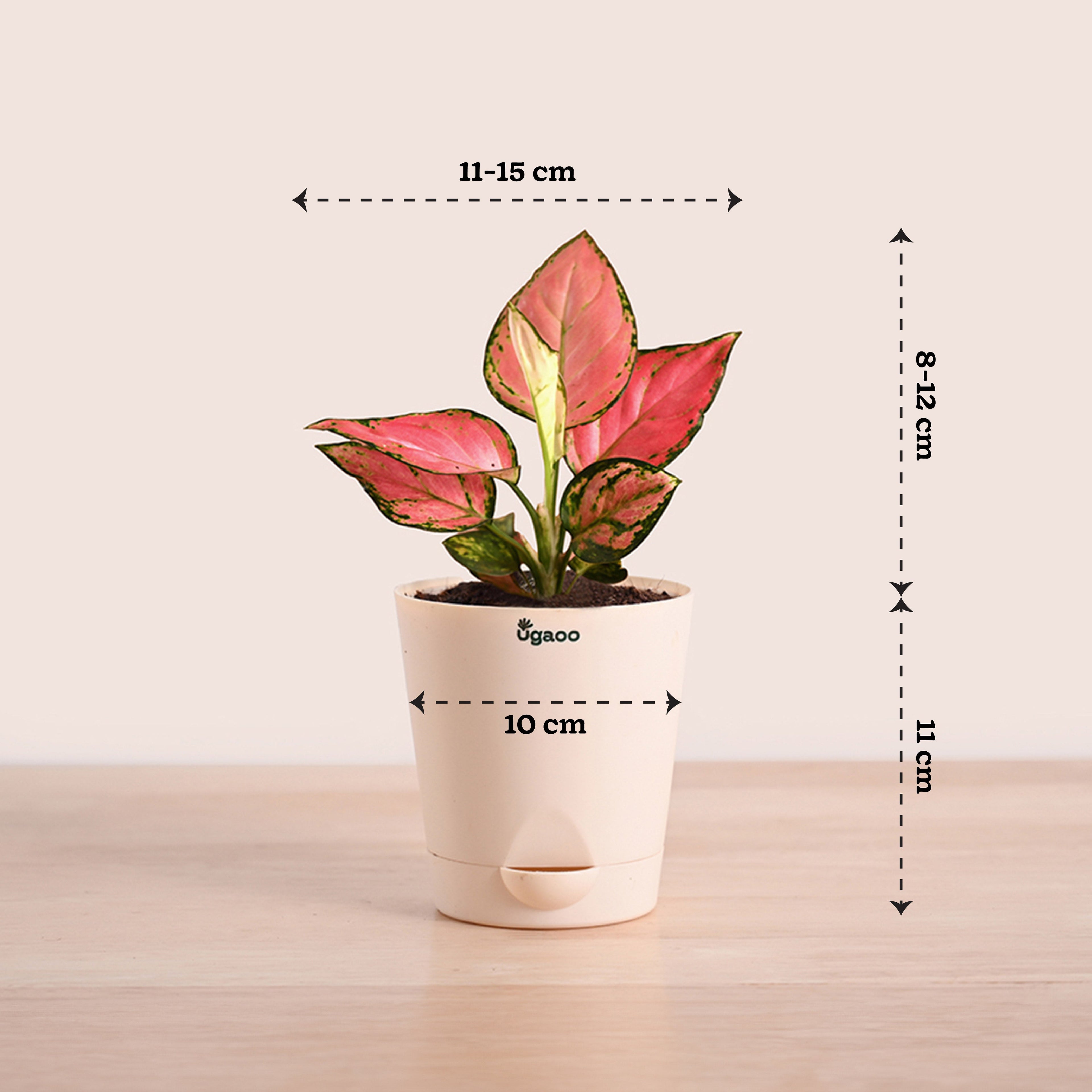 Aglaonema Pink Beauty Plant with Self-Watering Pot