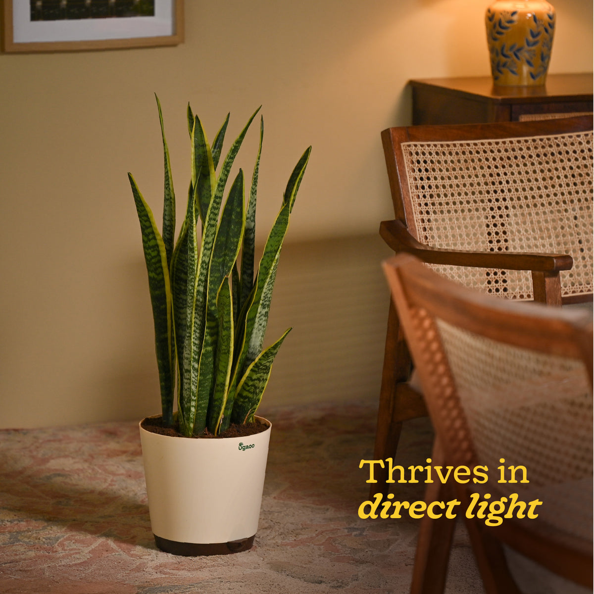 Sansevieria Laurentii Plant - XL