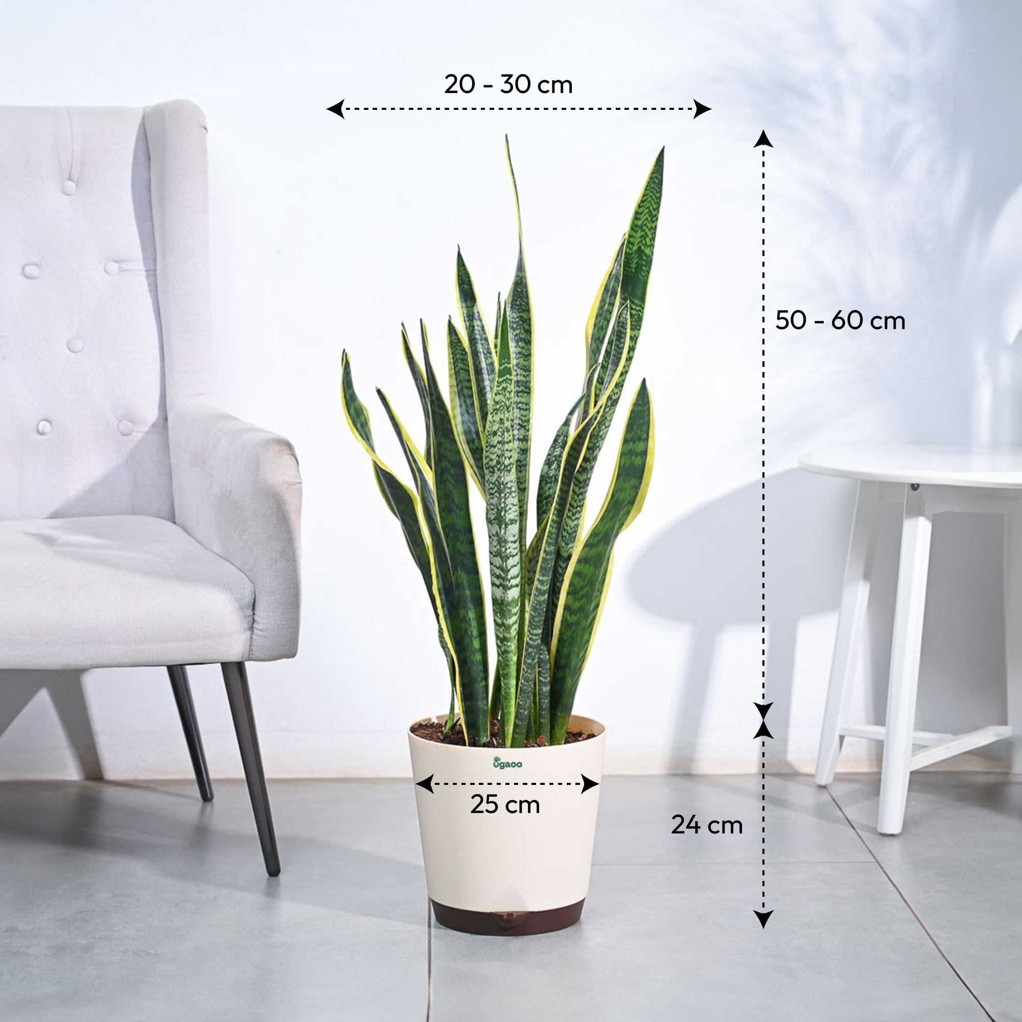 Sansevieria Laurentii Plant - XL