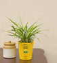 Spider Plant For Environment Day Gifting