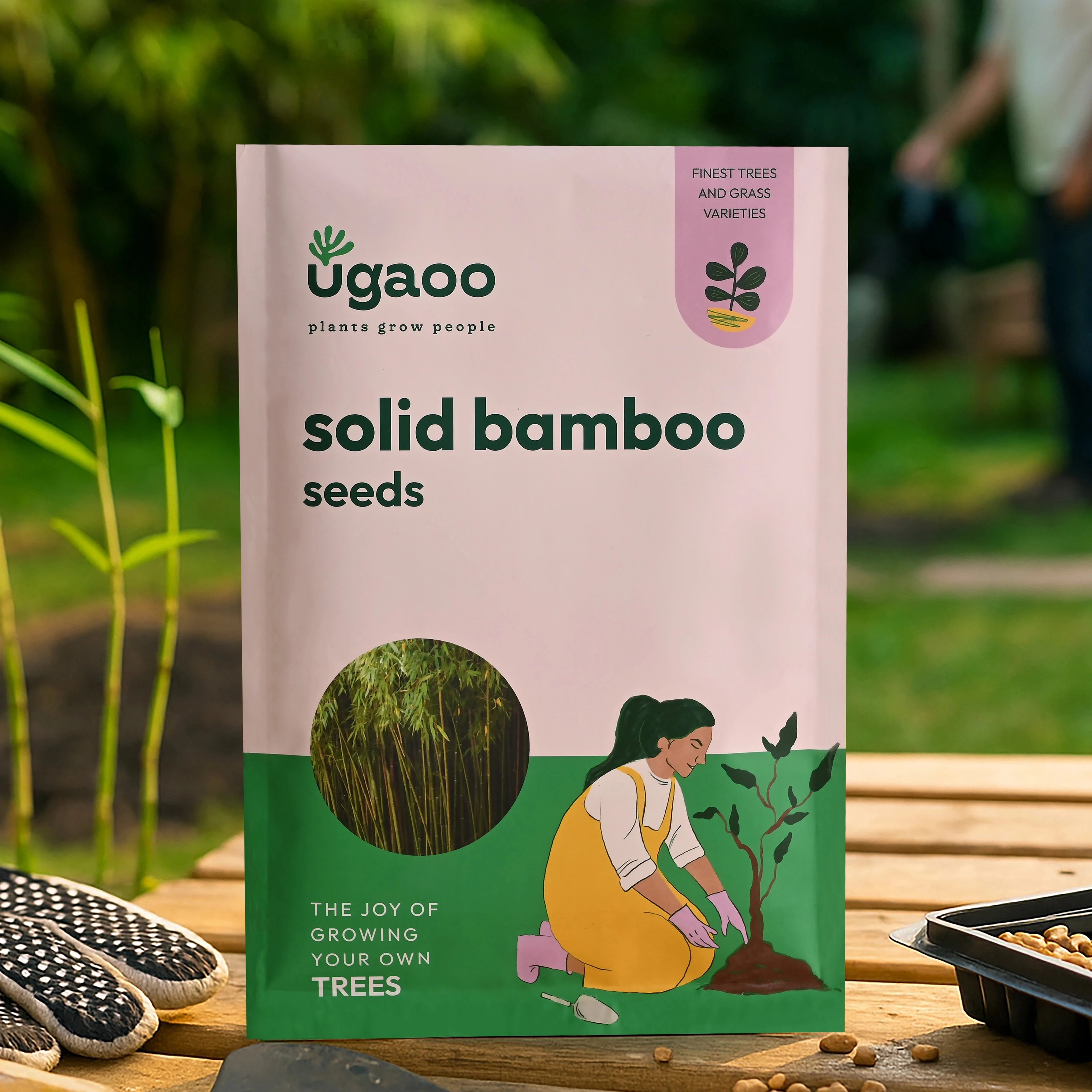 Solid Bamboo Seeds (Dendrocalamus Strictus) - 100 g