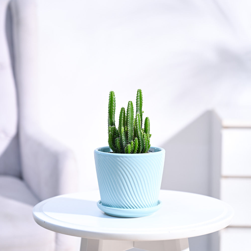 Cactus_Plant__Elongated_NUPL0186SCB_Cadet_Blue