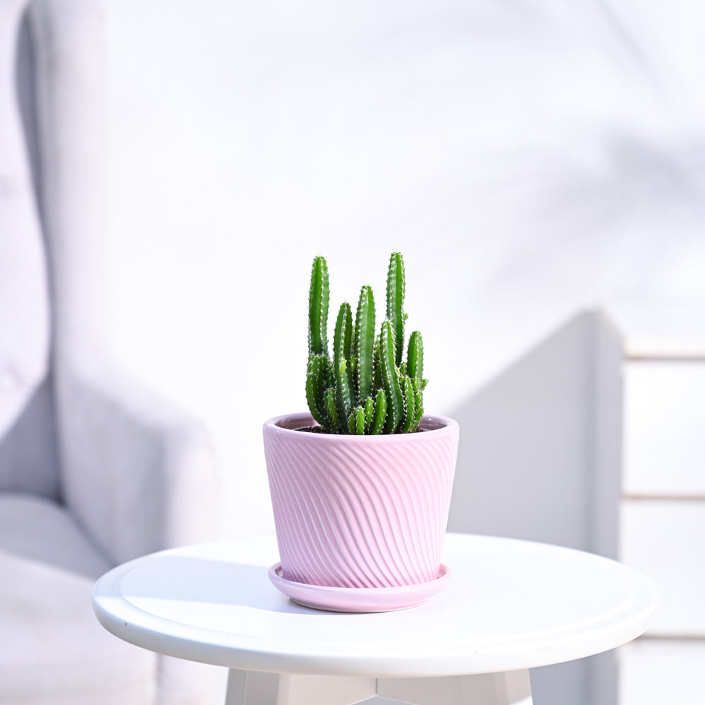 Cactus_Plant__Elongated_NUPL0186SPK_Pink