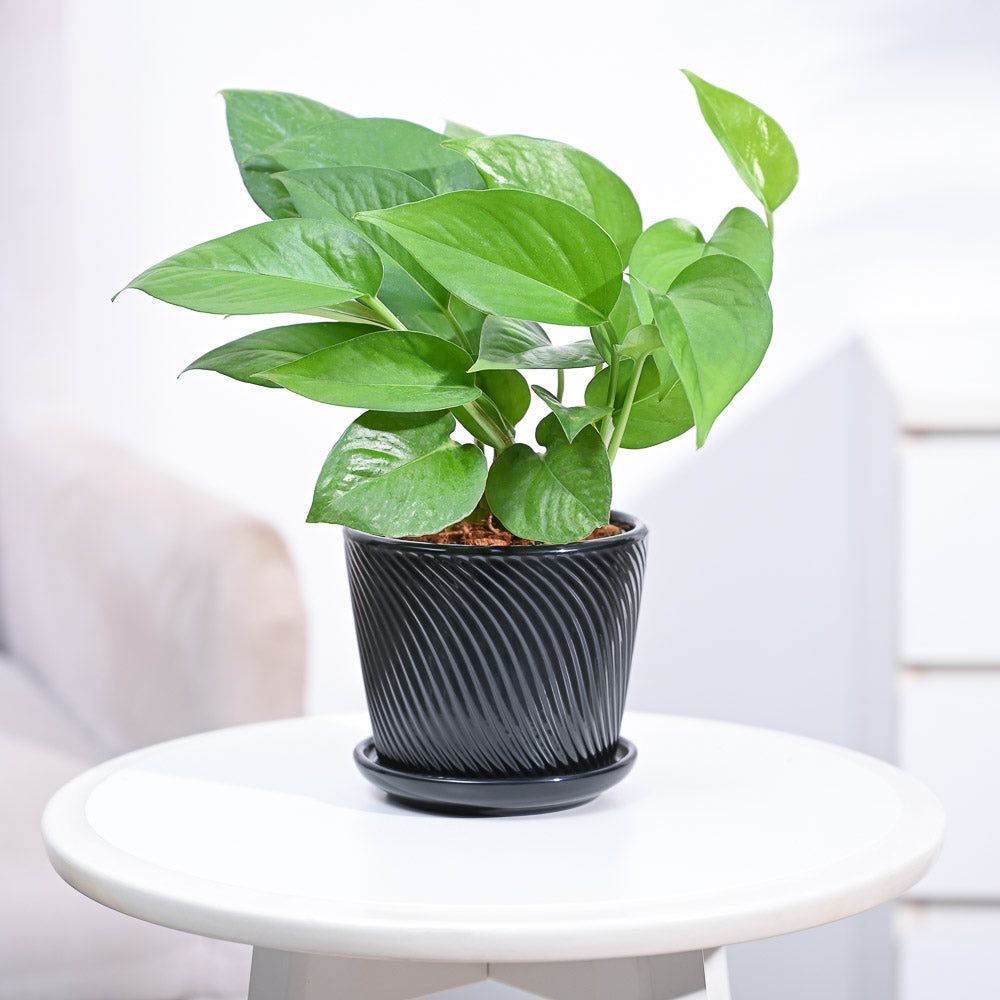 money plants for home_NUPL0017SBK