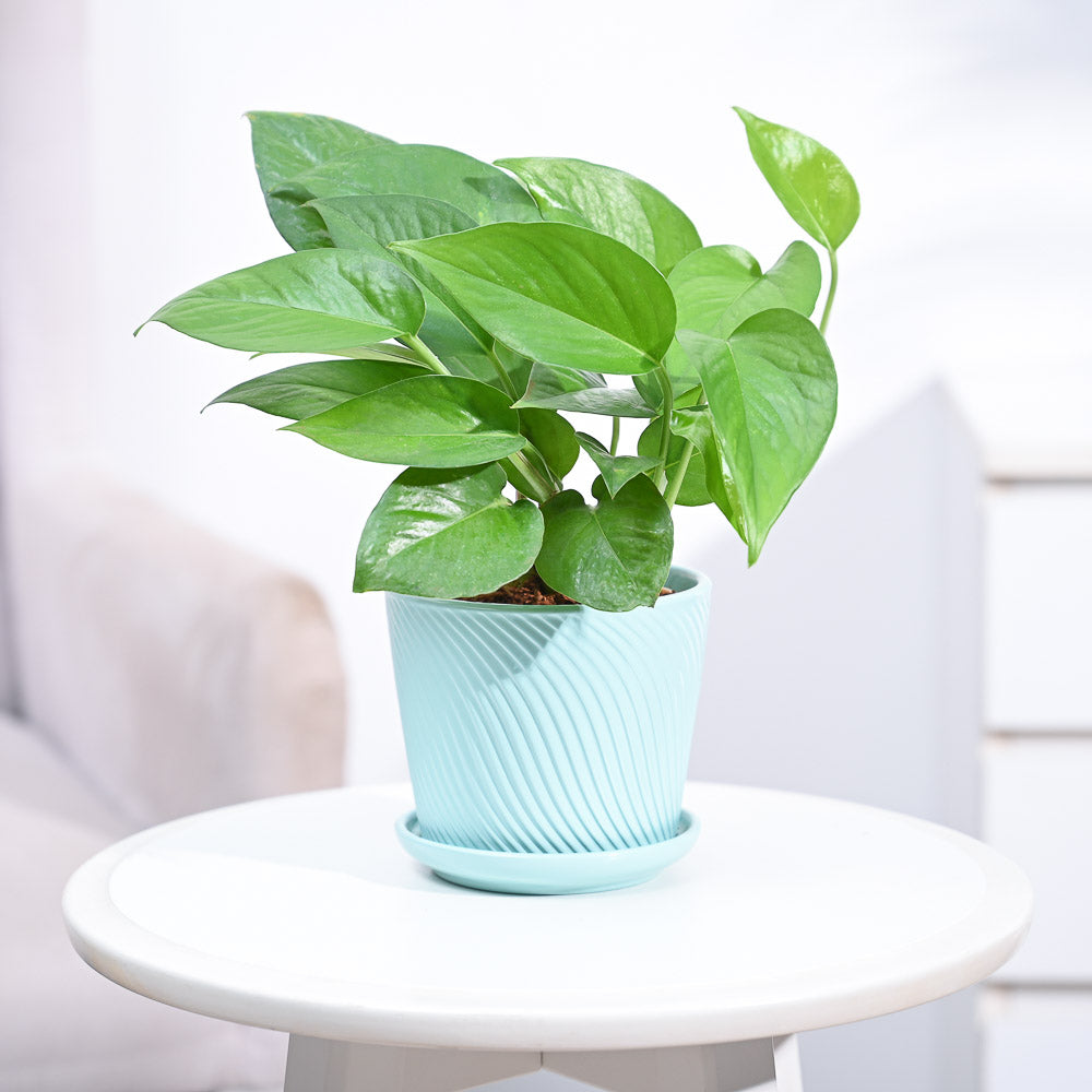 money plants for home_NUPL0017SCB