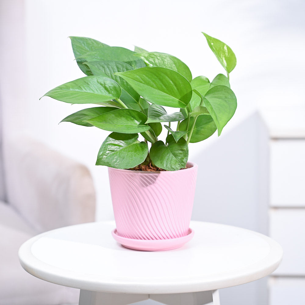 money plants for home_NUPL0017SPK