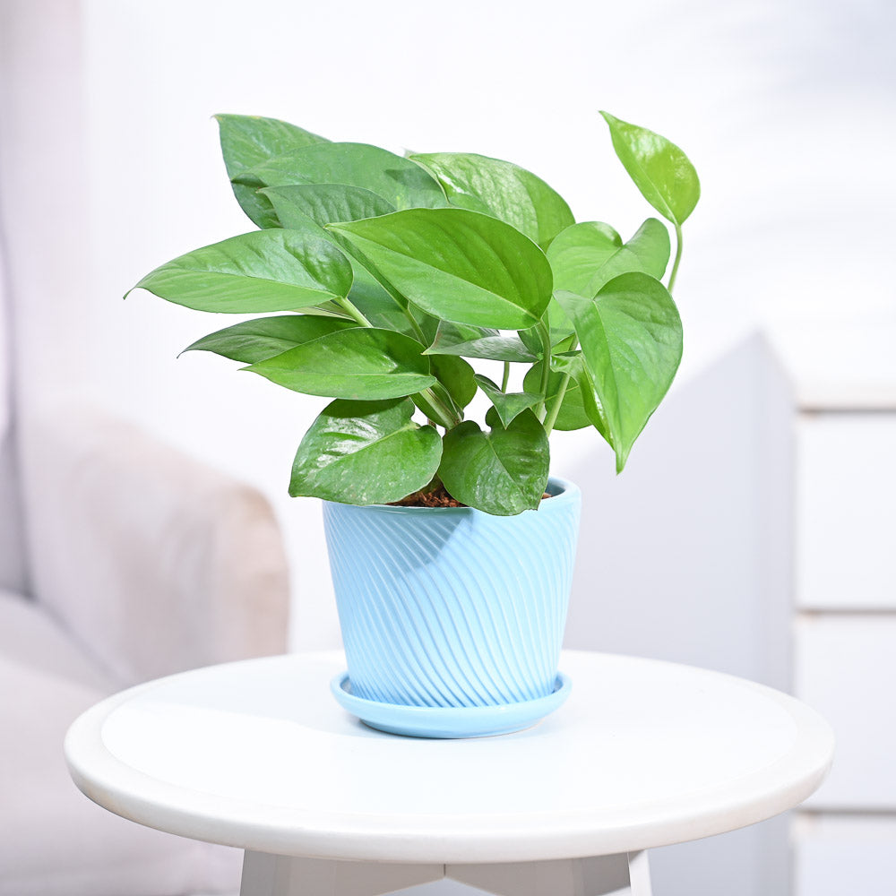 money plants for home_NUPL0017SSB