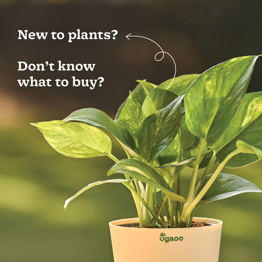 Plant Starter Kit