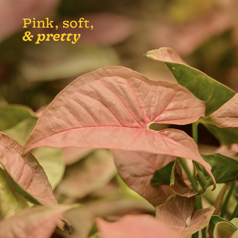 Syngonium Pink Plant