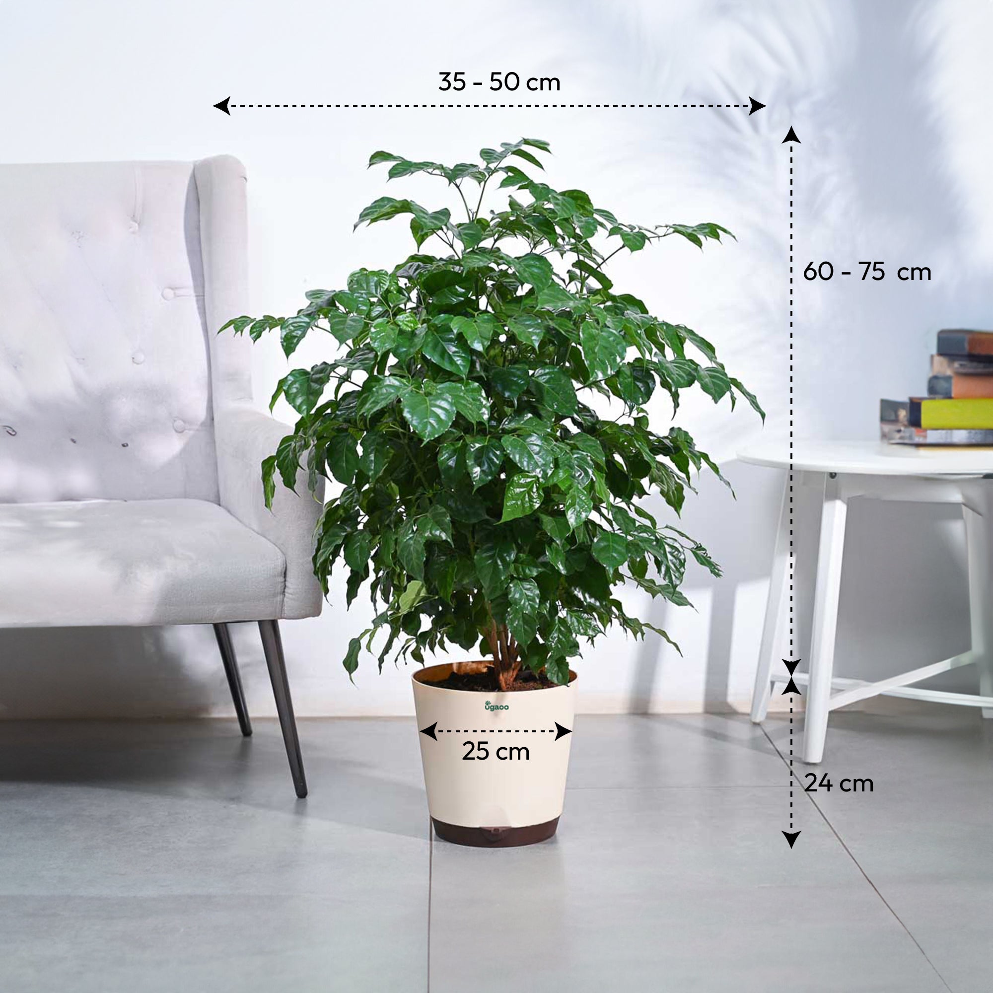 The China Doll Plant - XL