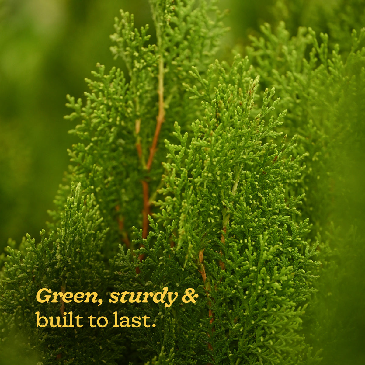 Thuja Plant - XL