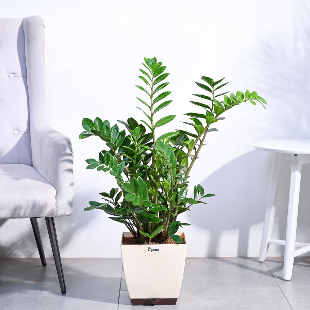 Buy Large ZZ Plant Low Maintenance & Perfect for Beginners Ugaoo