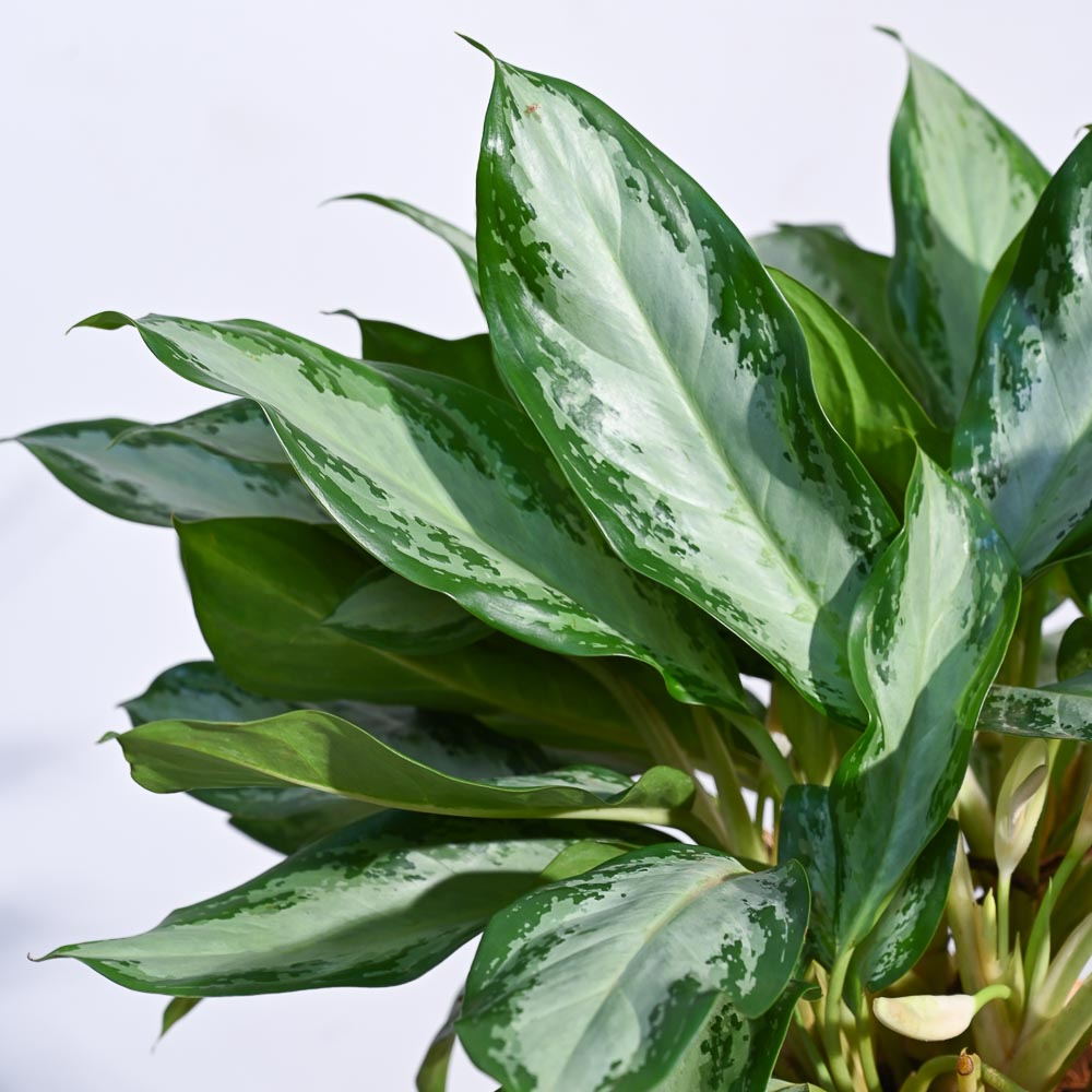 Aglaonema Manila Beauty - XL