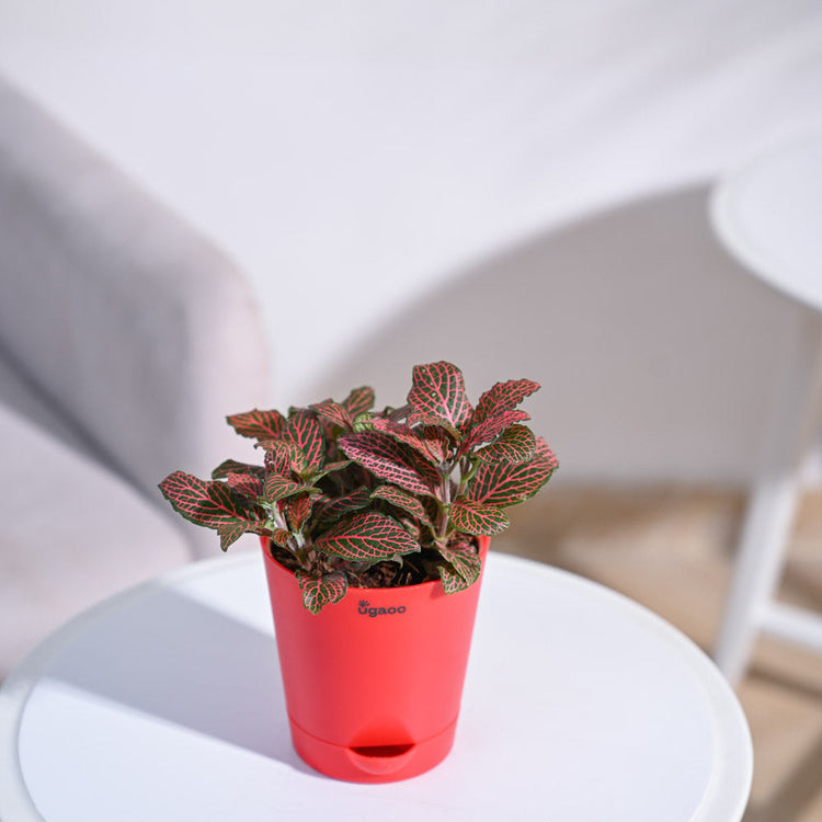Fittonia_Pink_Plant_NUPL0299KRD_Red