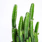 Cactus_Plant__Elongated_NUPL0186KWT_White