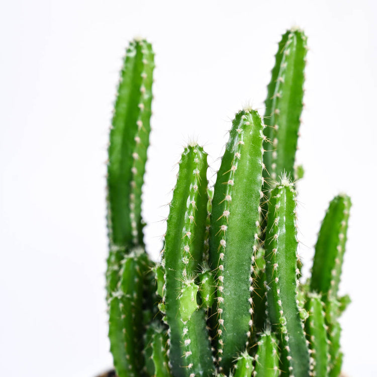 Cactus_Plant__Elongated_NUPL0186KBN_Brown