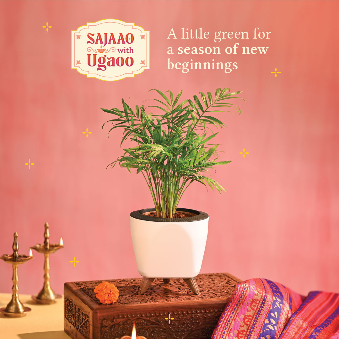 Bamboo Palm Plant Small - Diwali Edition