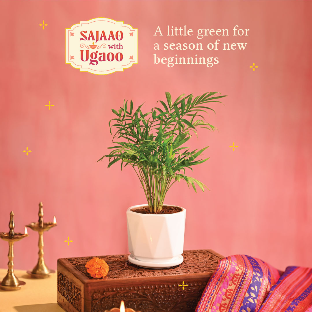 Bamboo Palm Plant Small - Diwali Edition