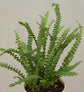 Fern Button Plant For Environment Day Gifting