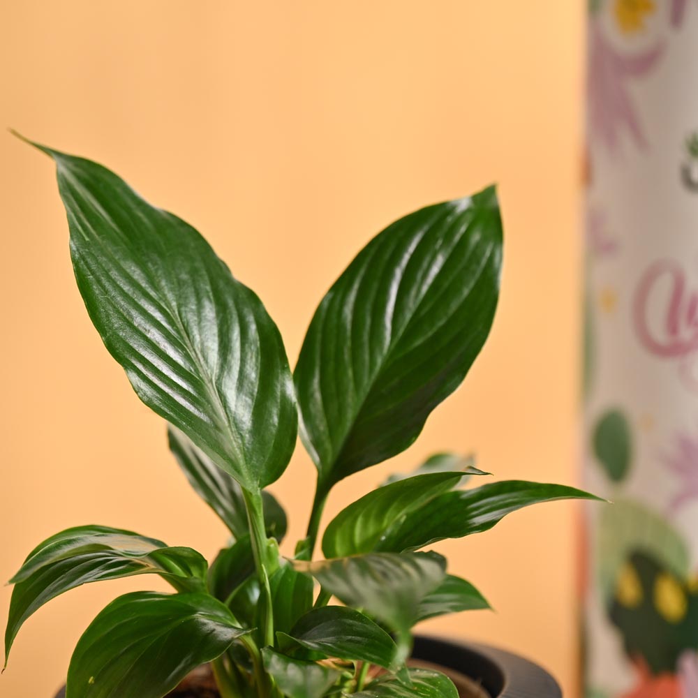 Grace & Growth – Women’s Day Plant & Chocolate Hamper