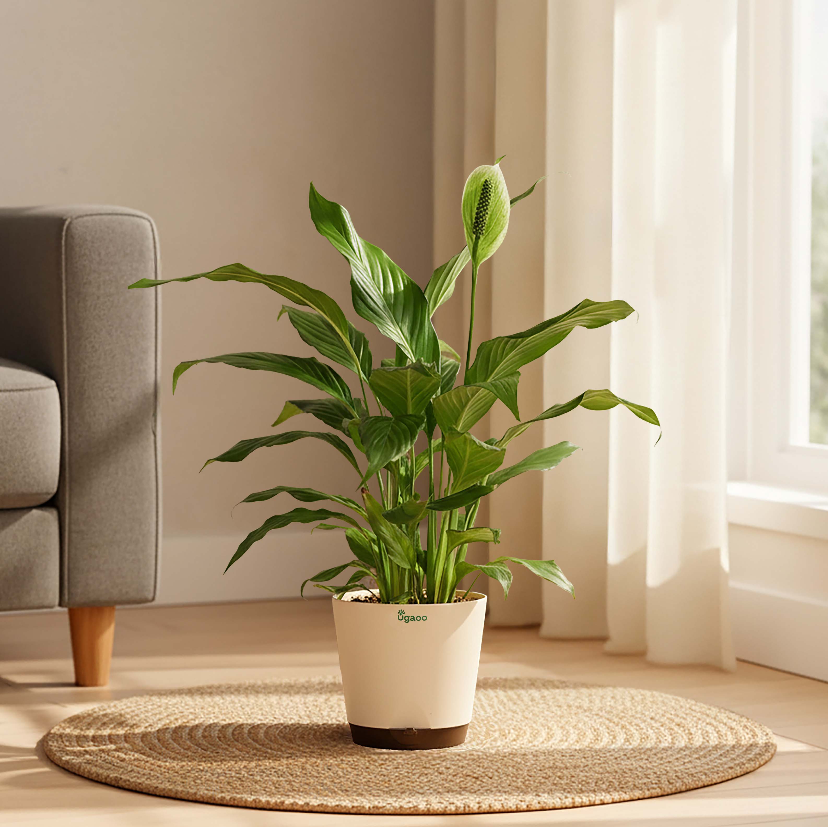 ugaoo peace lily Buy Large Peace Lily Plant Online | Elegant & Easy Care