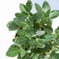 Fittonia Green Plant (Nerve Plant) With GroPot