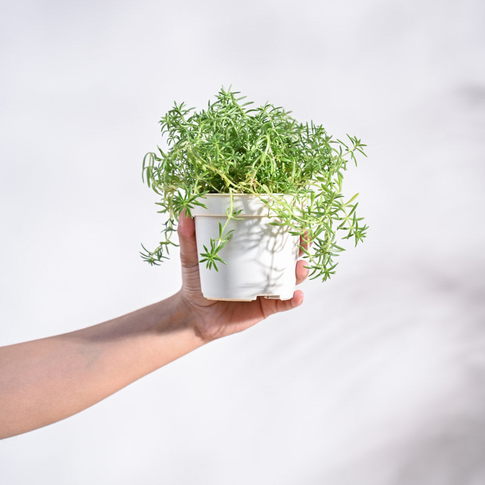 Atlantis_Teal_&_White