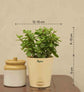 Jade Mini Plant For Environment Day Gifting