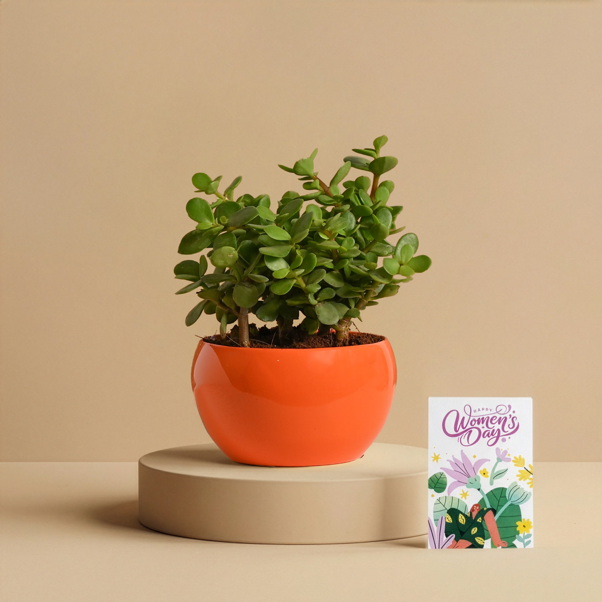 Premium Women’s Day Corporate Plant Gift – Jade