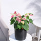 Poinsettia Pink Plant with Oslo Planter